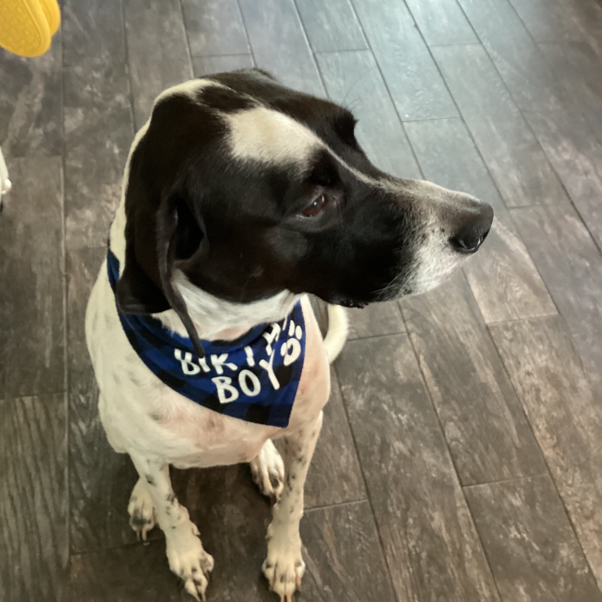 Milo — dog needing a new home in 34291, FL