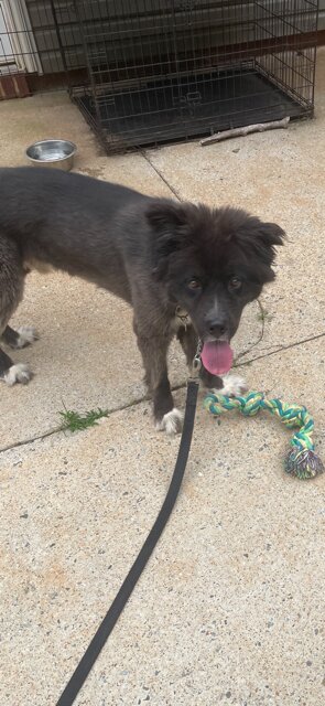 Kal — dog needing a new home in Newnan, GA