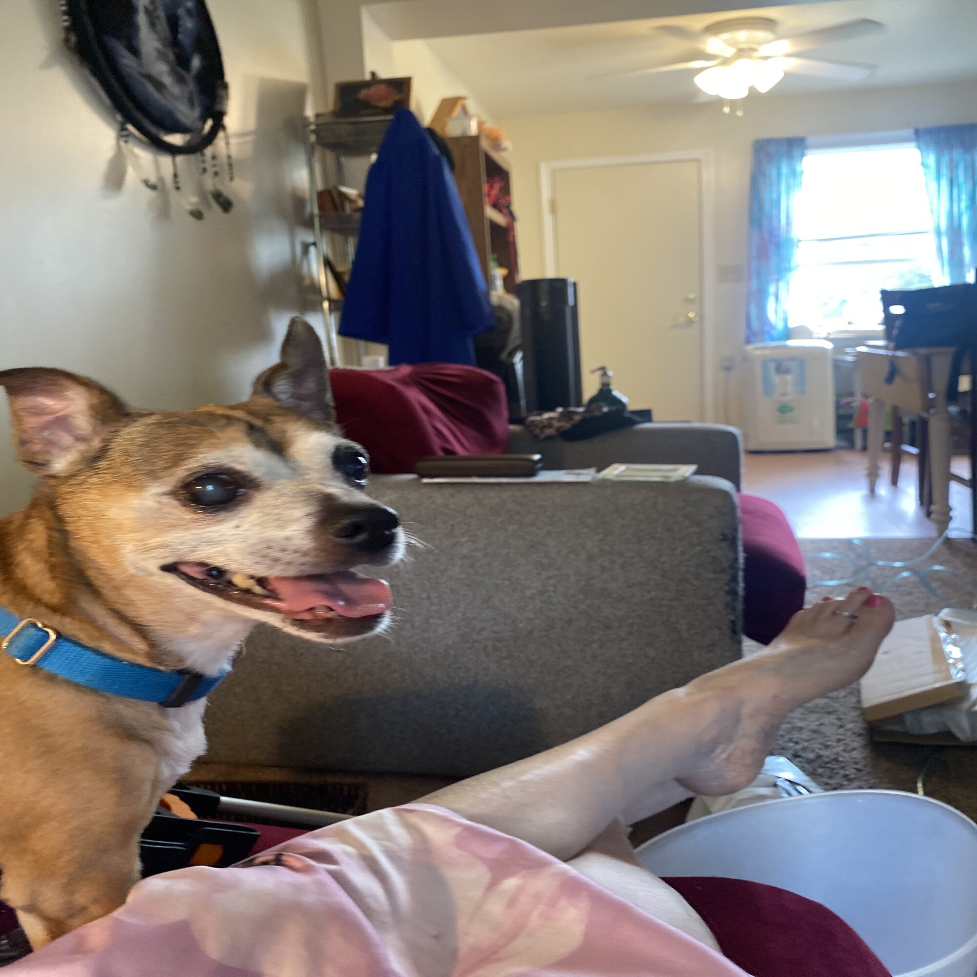 Spike — dog needing a new home in Hamburg, PA