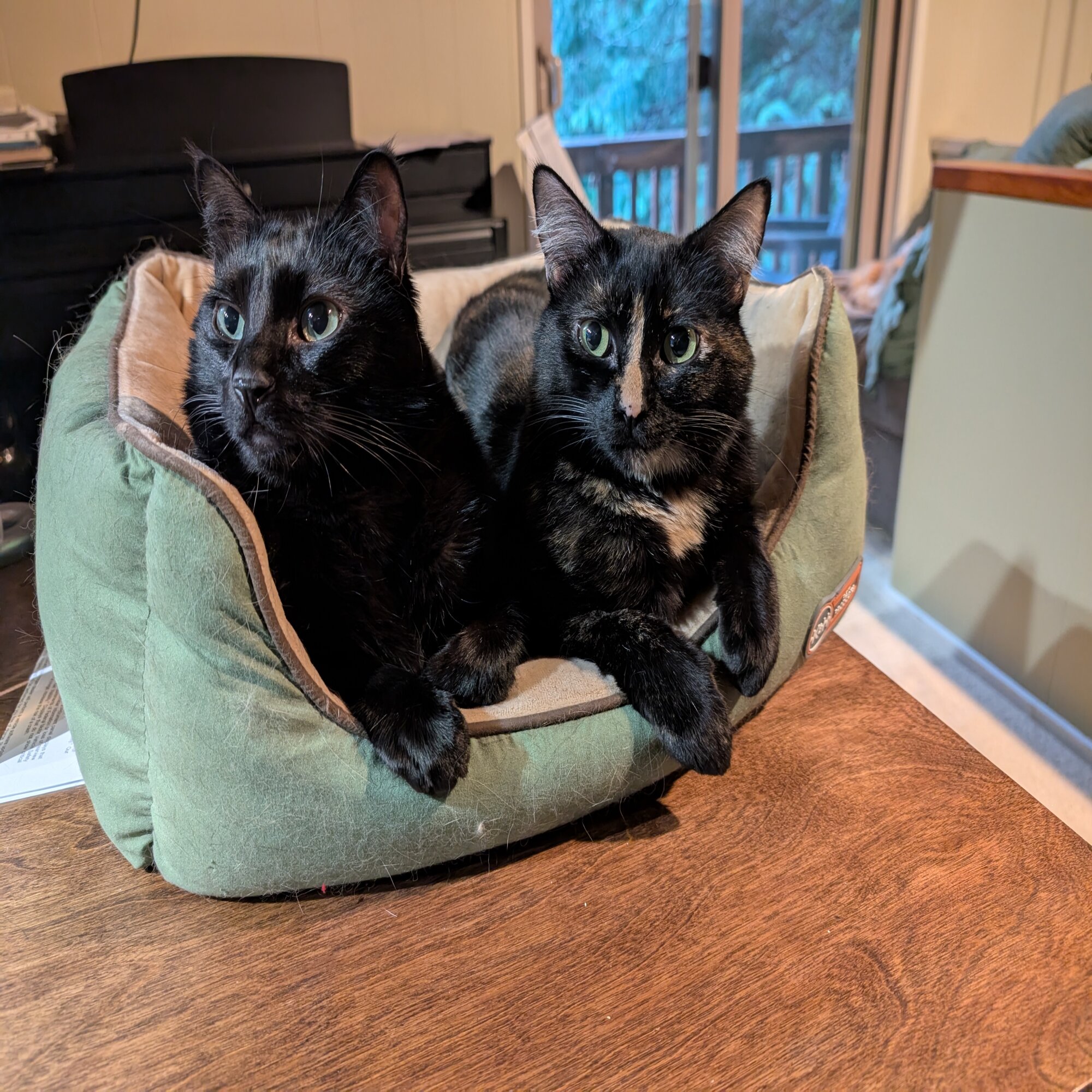 Pip and Squeak — cat needing a new home in Bellingham, WA