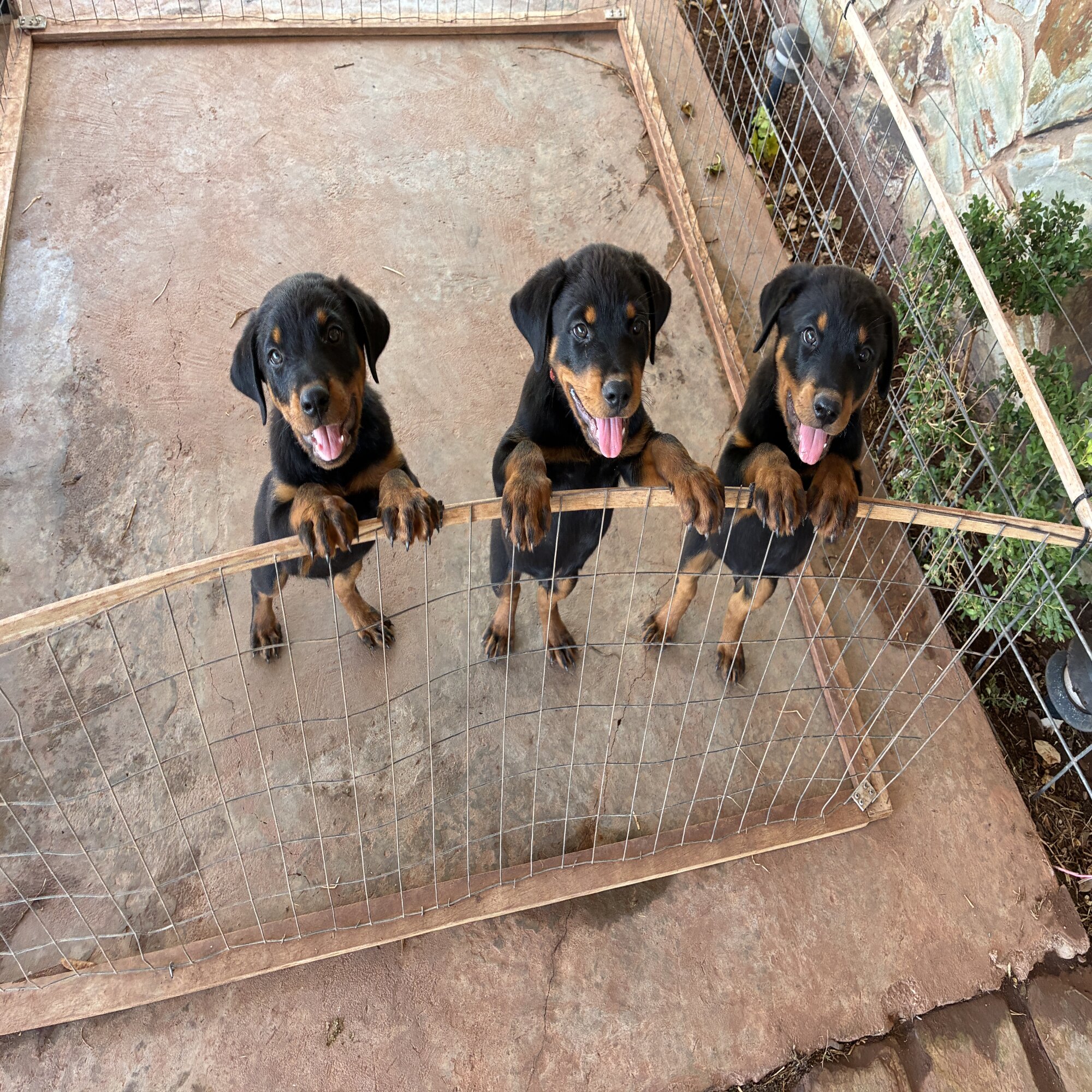 Litter of 3 dogs — dog needing a new home in Abilene, TX