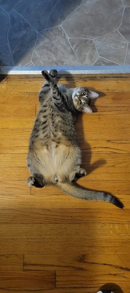 Nairobi — cat needing a new home in Middletown, OH