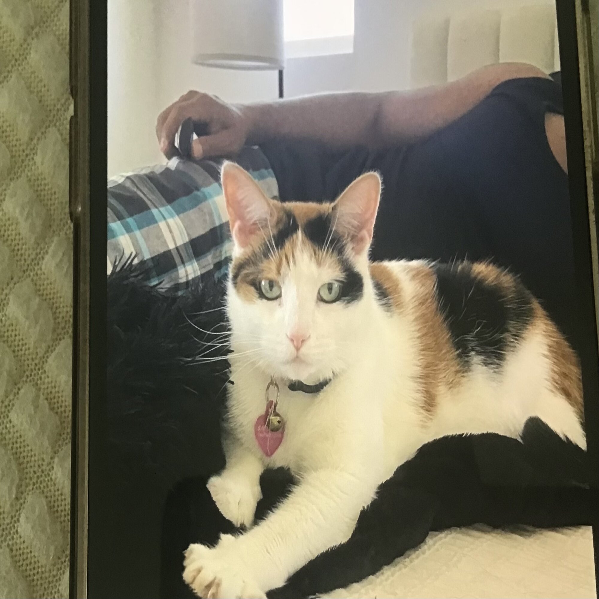 Snickers — cat needing a new home in Lancaster, CA