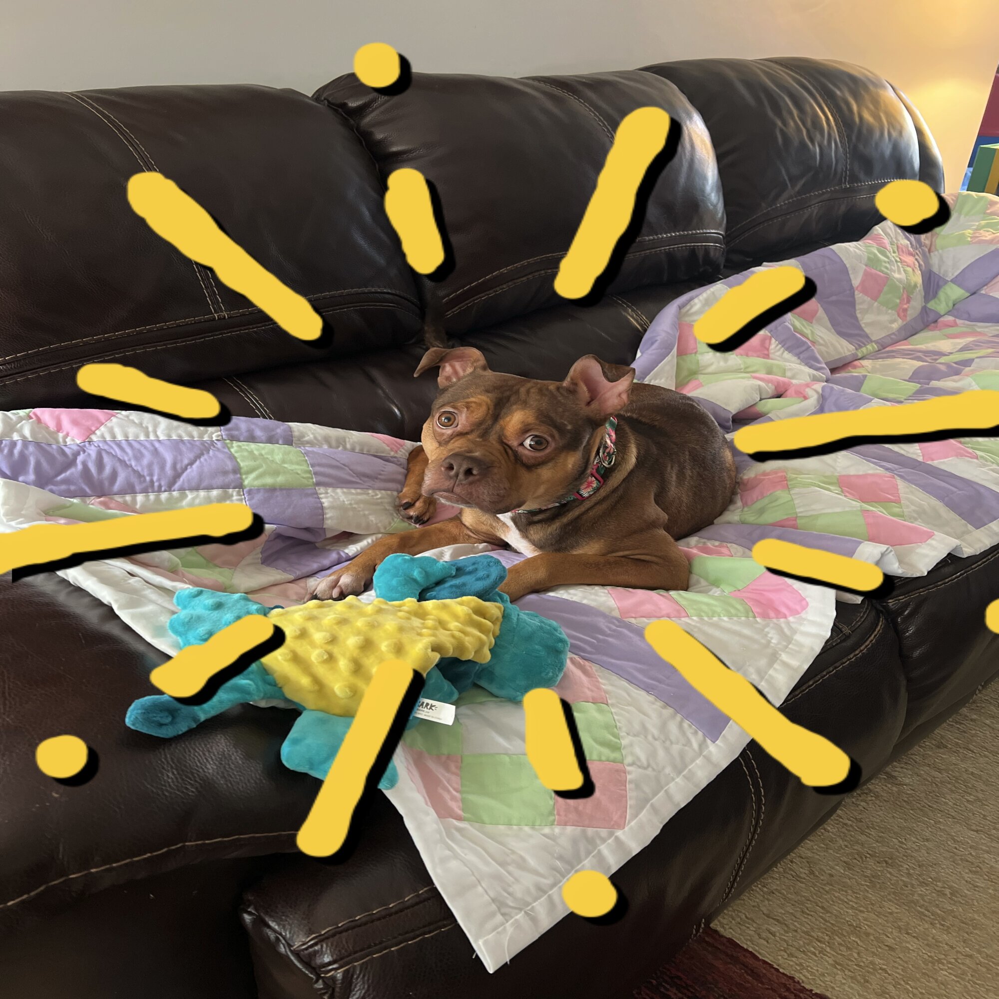 Bella — dog needing a new home in New London, NC
