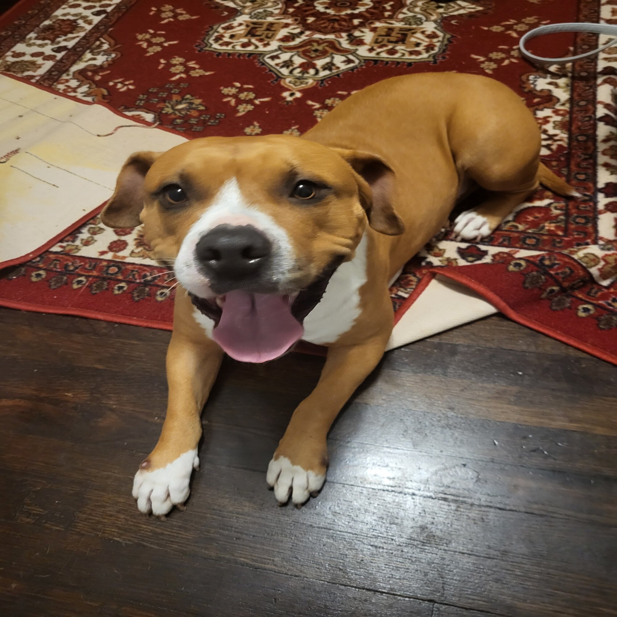 Ginger — dog needing a new home in Temple, TX