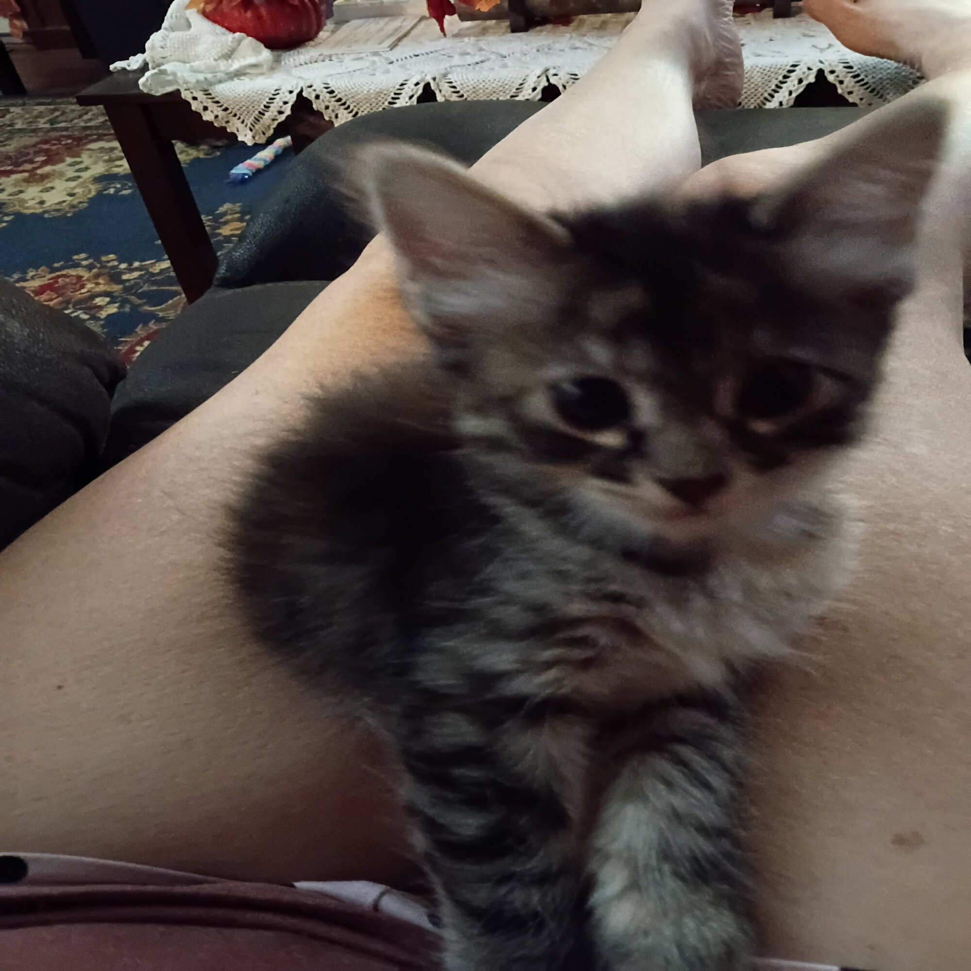 Little bit — cat needing a new home in Corrigan, TX