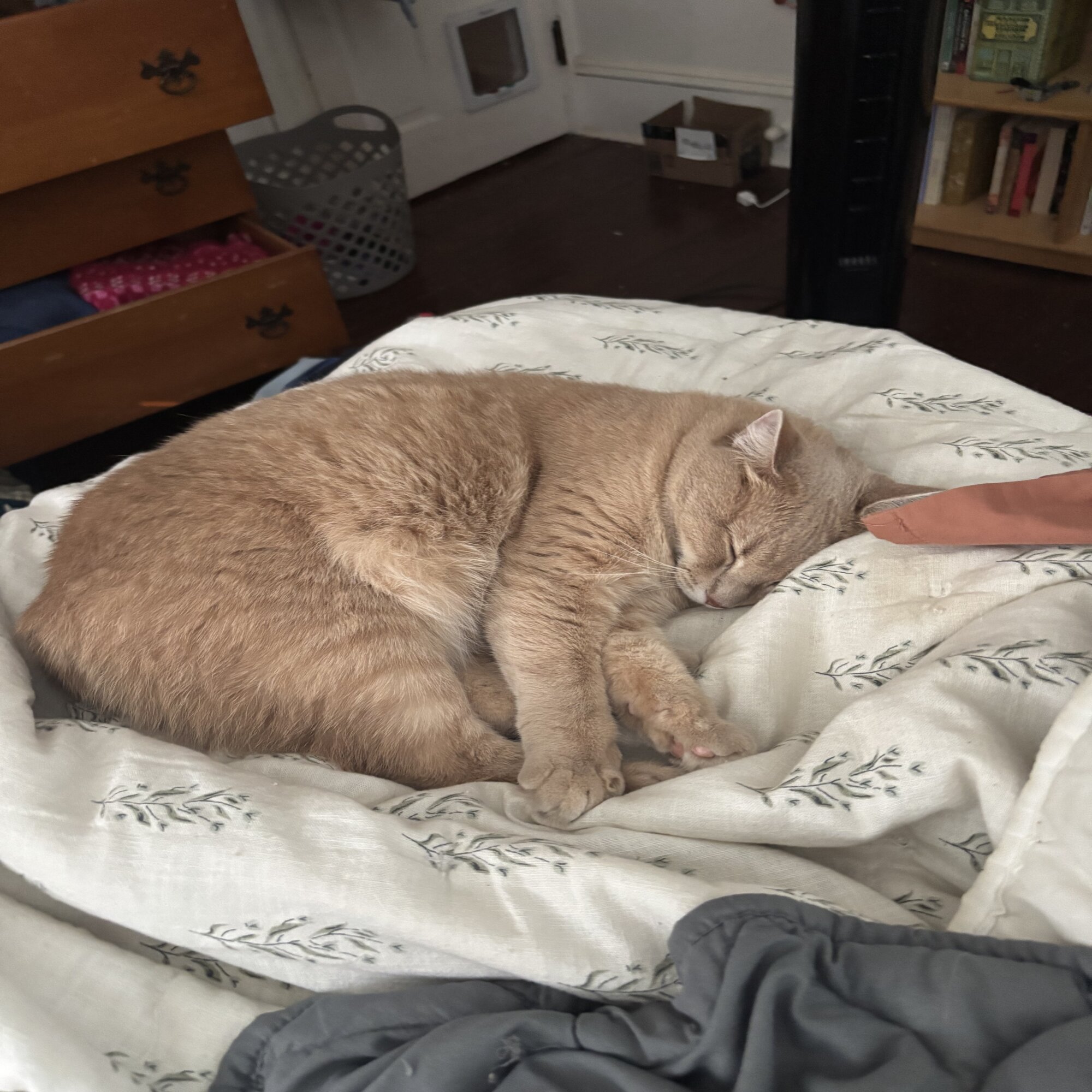 Olive — cat needing a new home in Mount Joy, PA
