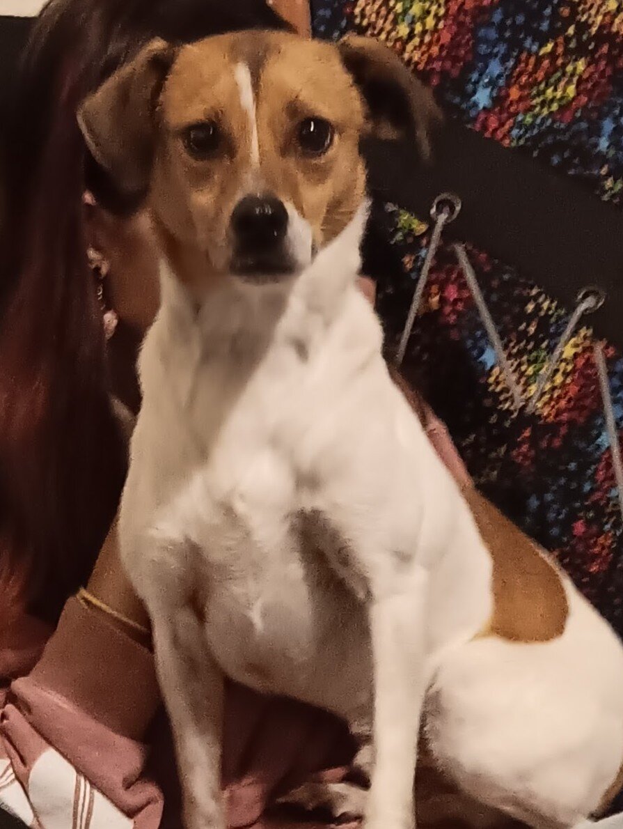 Comet — dog needing a new home in Leesburg, FL