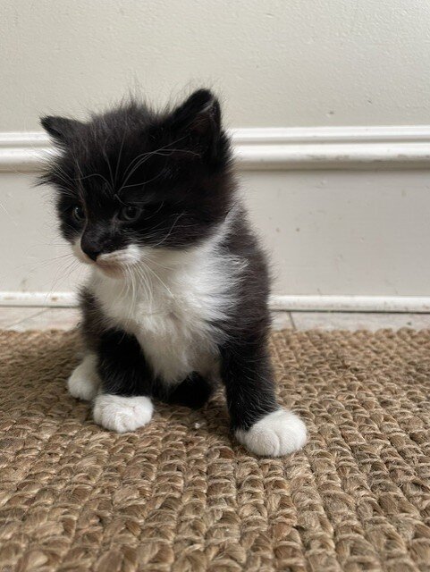 kitten1 — cat needing a new home in Princeton, MN