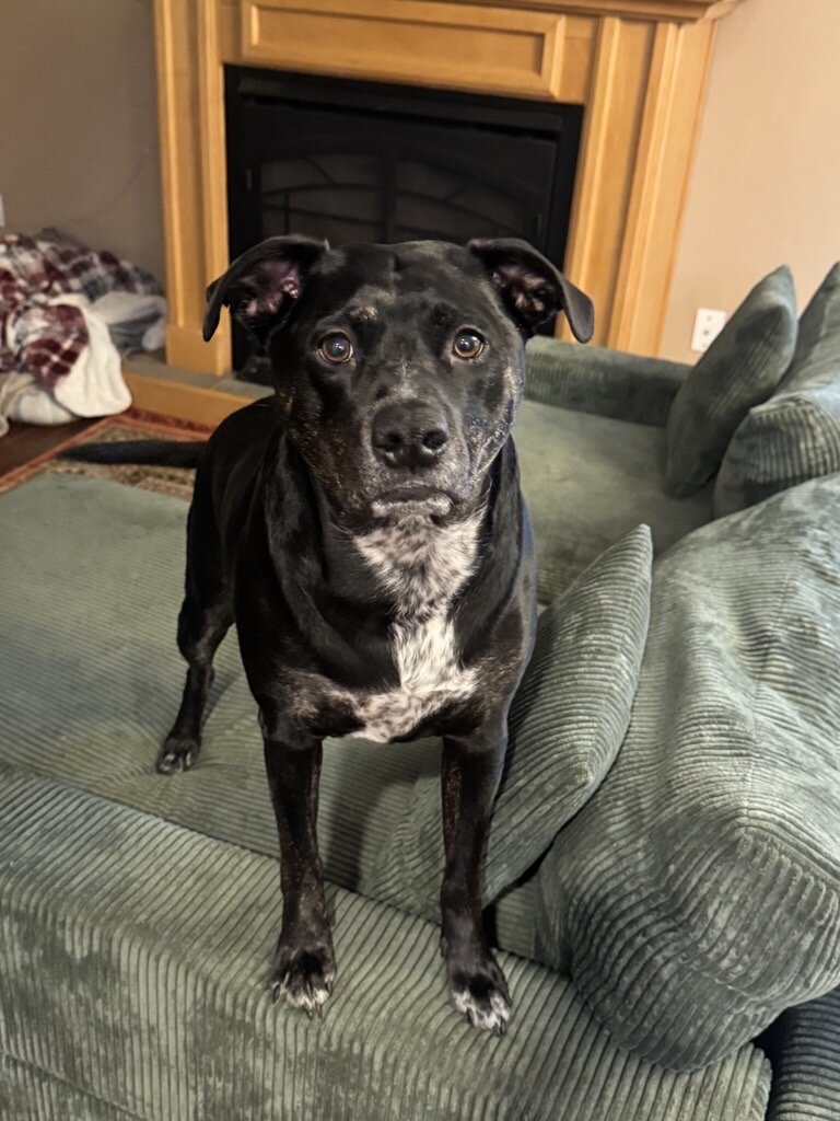 Milo — dog needing a new home in Lake Stevens, WA