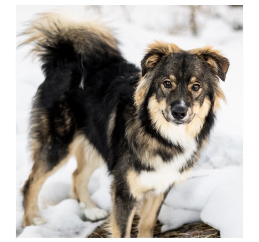 Teddy Bear (Teddy) — dog needing a new home in Sioux Falls, SD