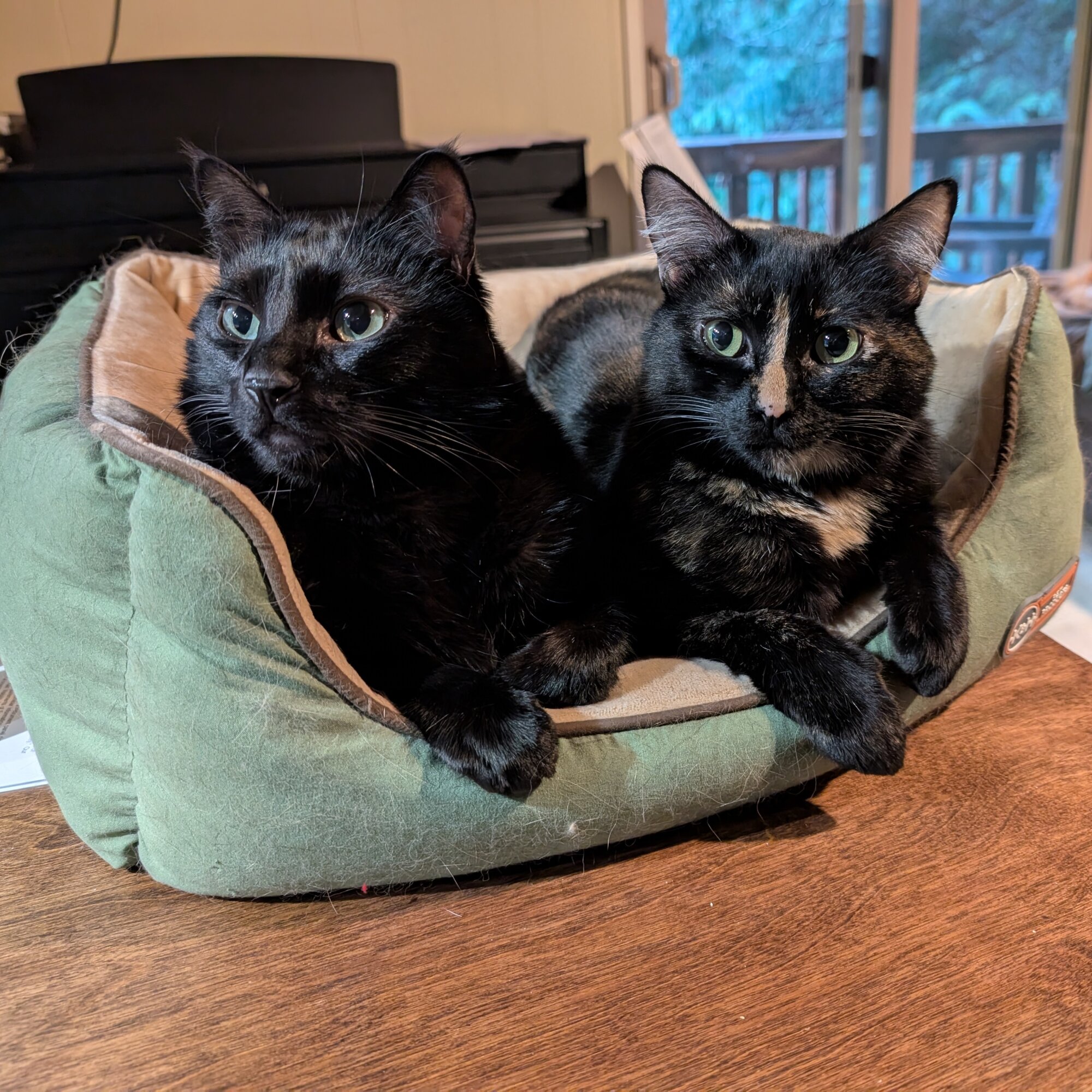 Pip and Squeak — cat needing a new home in Bellingham, WA