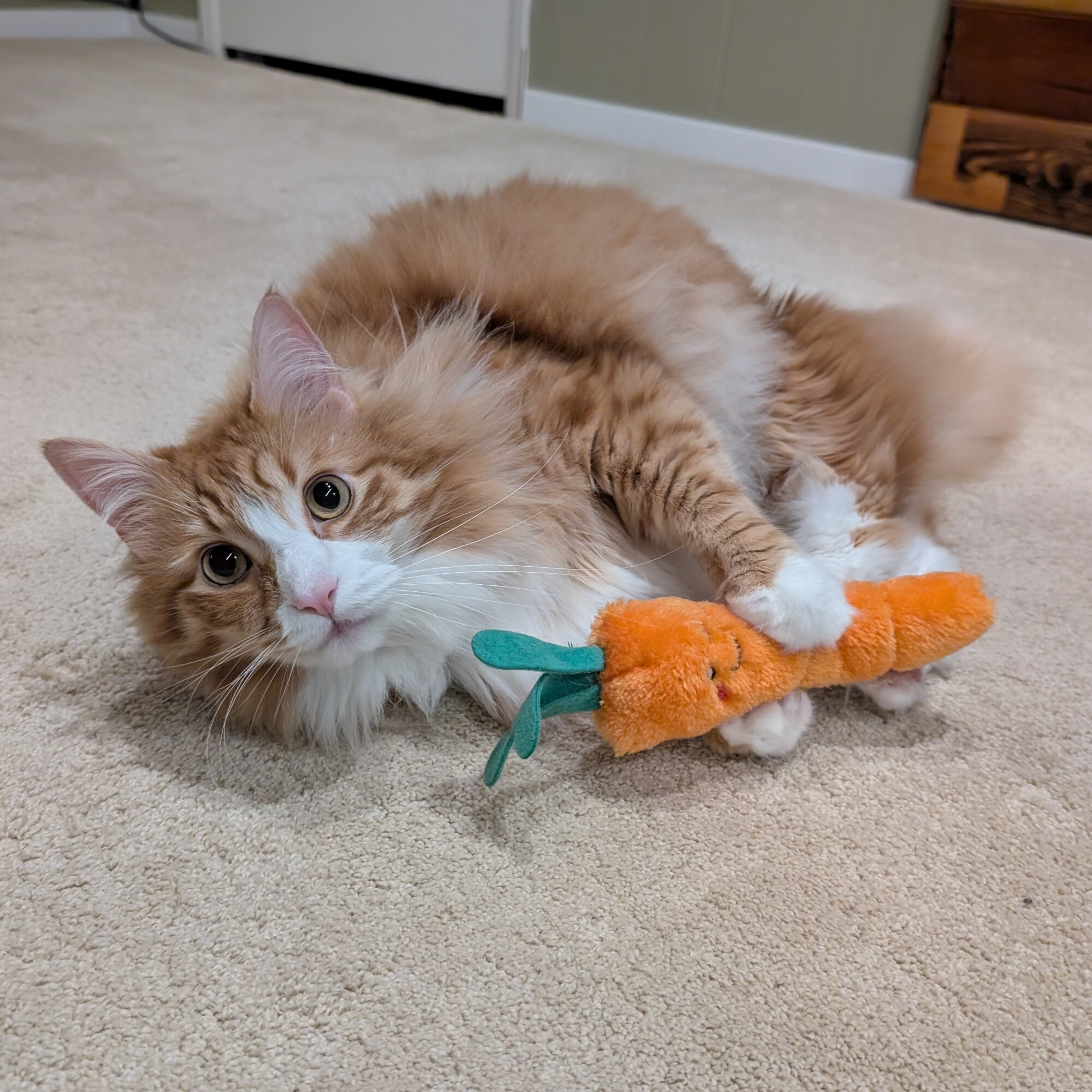 Carrot — cat needing a new home in Bellingham, WA
