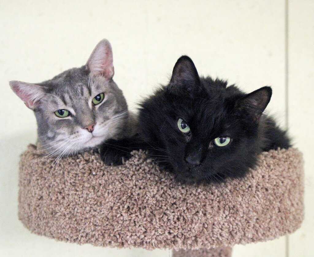 Alaska Humane Society Adopt-a-Cat Shelter