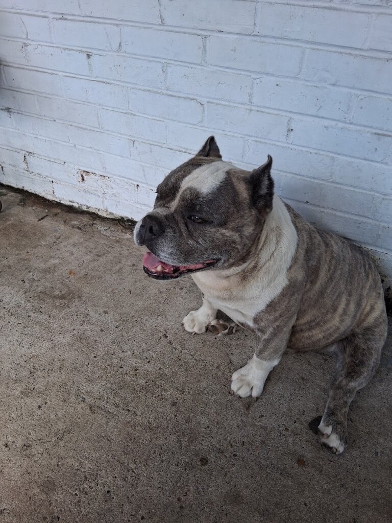 Friends of the Mobile Animal Shelter