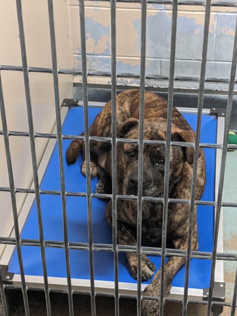 Montgomery Humane Society