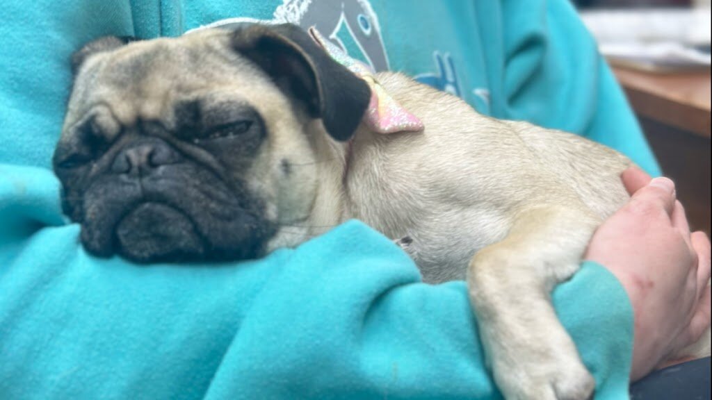 A New Leash on Life Adoption Center