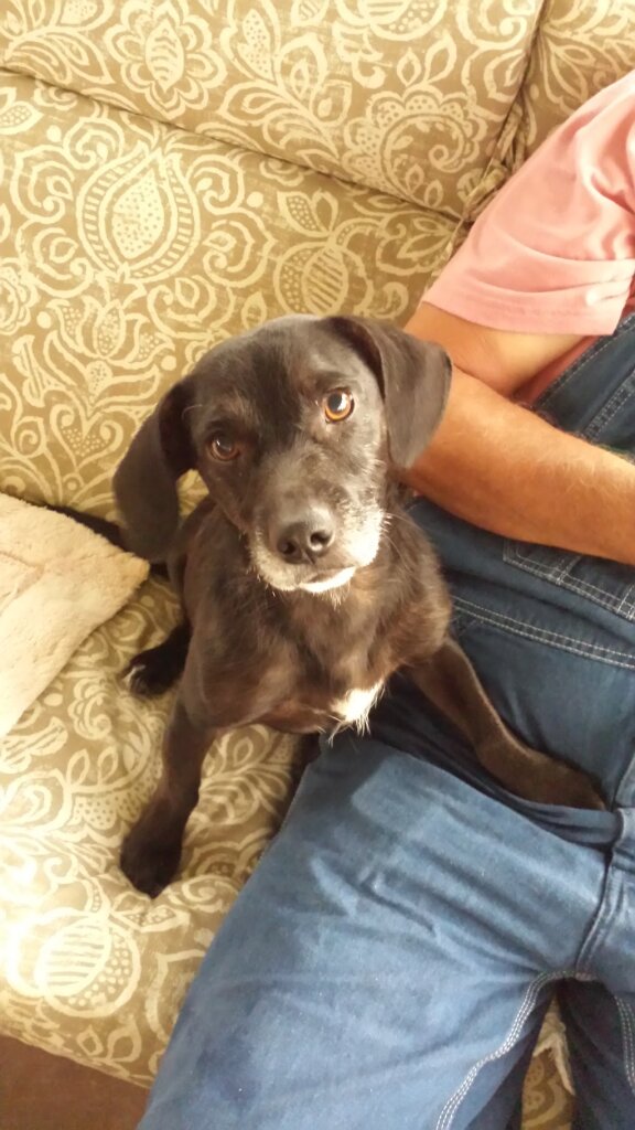 Dothan City Animal Shelter