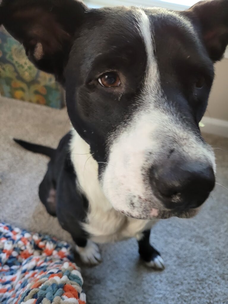 Mobile County Animal Shelter