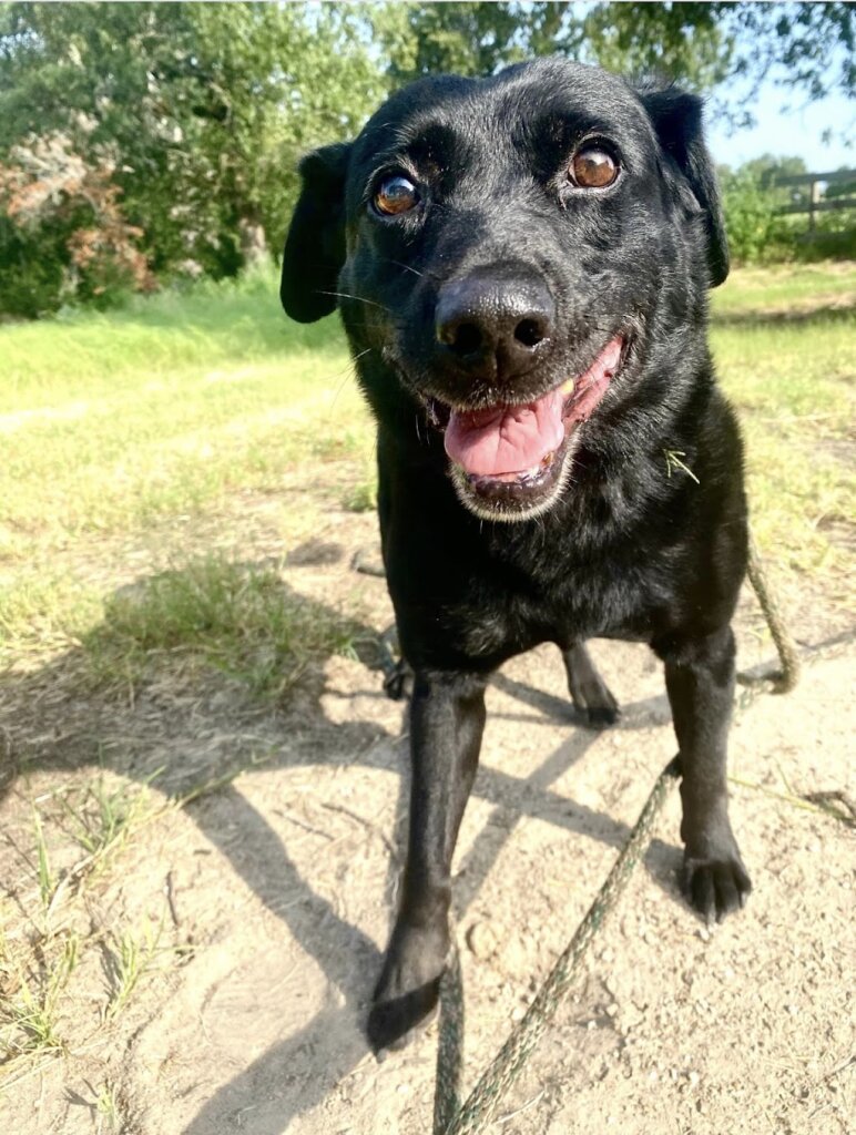 NWA Humane Society for Animals, Inc.