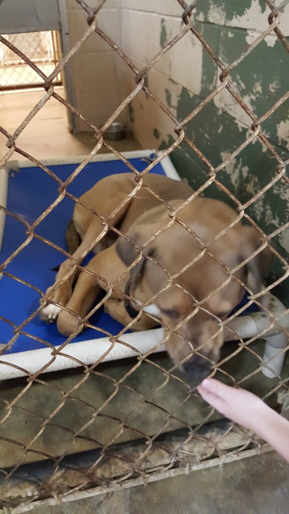 Humane Society of Pulaski County