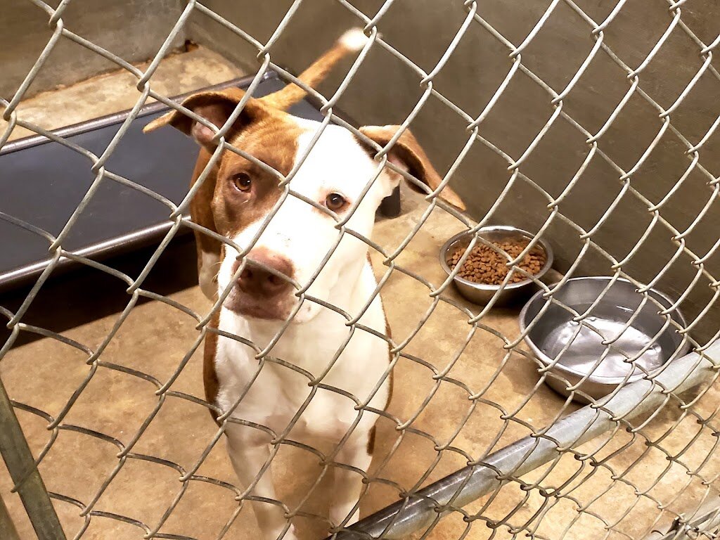 NEA Humane Society