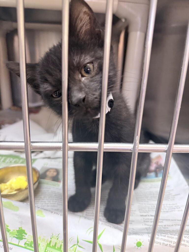 Arizona Humane Society Sunnyslope Campus