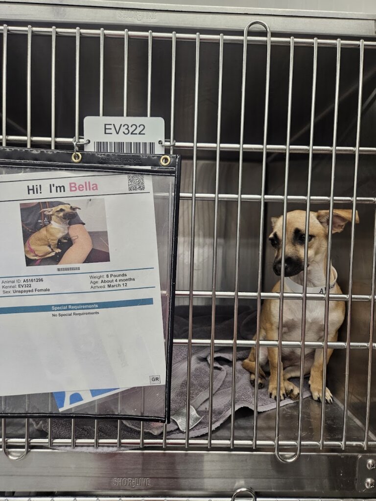Maricopa County Animal Shelter