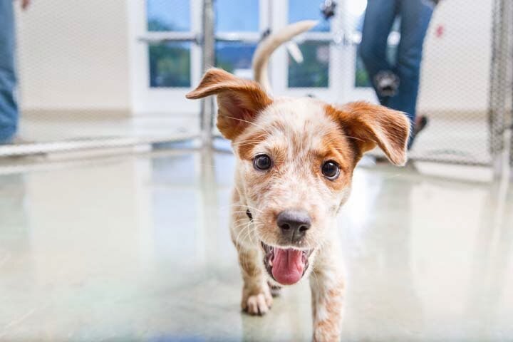 Arizona Humane Society South Mountain Campus