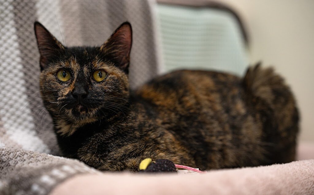 Tri-City Animal Shelter