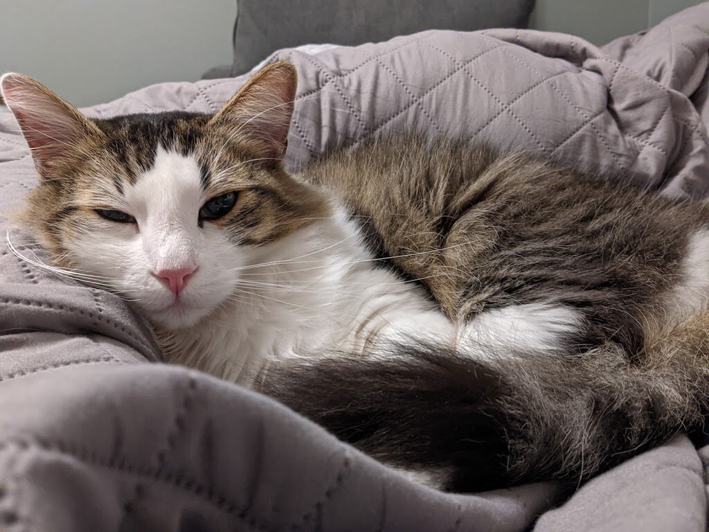 East Bay SPCA Oakland Adoption Center