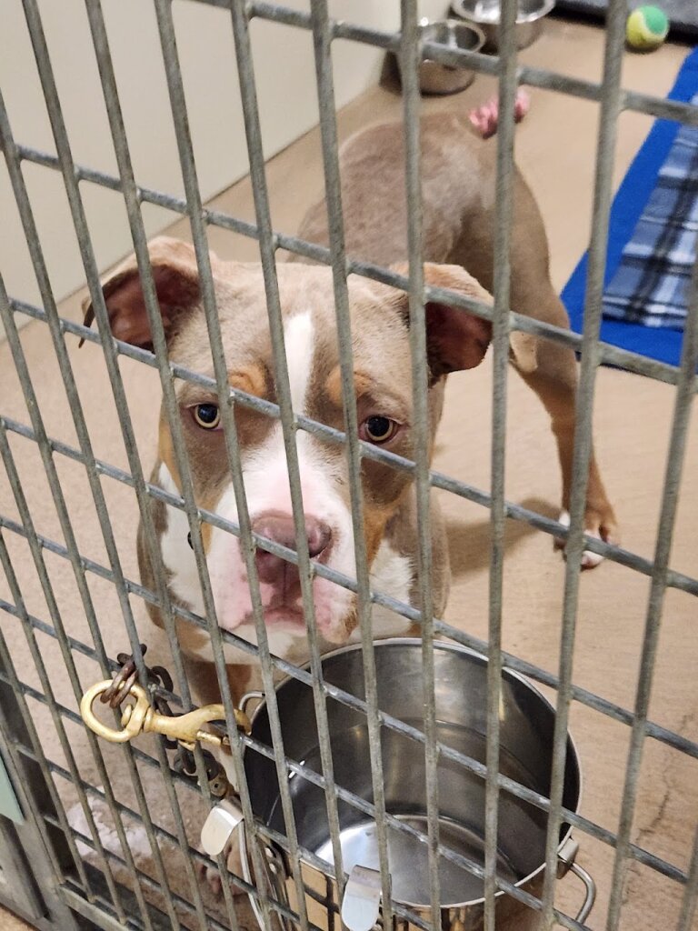 Hayward Animal Shelter
