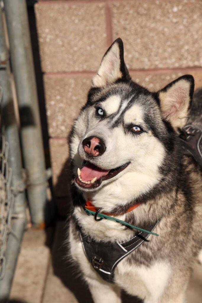MaxFund Animal Adoption Center