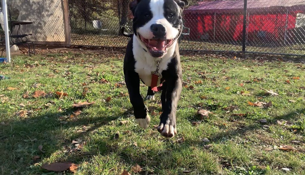 New Haven Animal Shelter