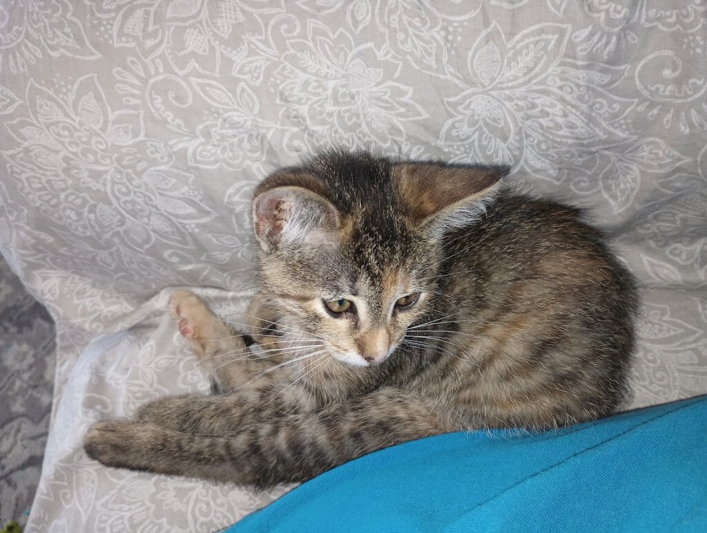 Middletown Humane Society