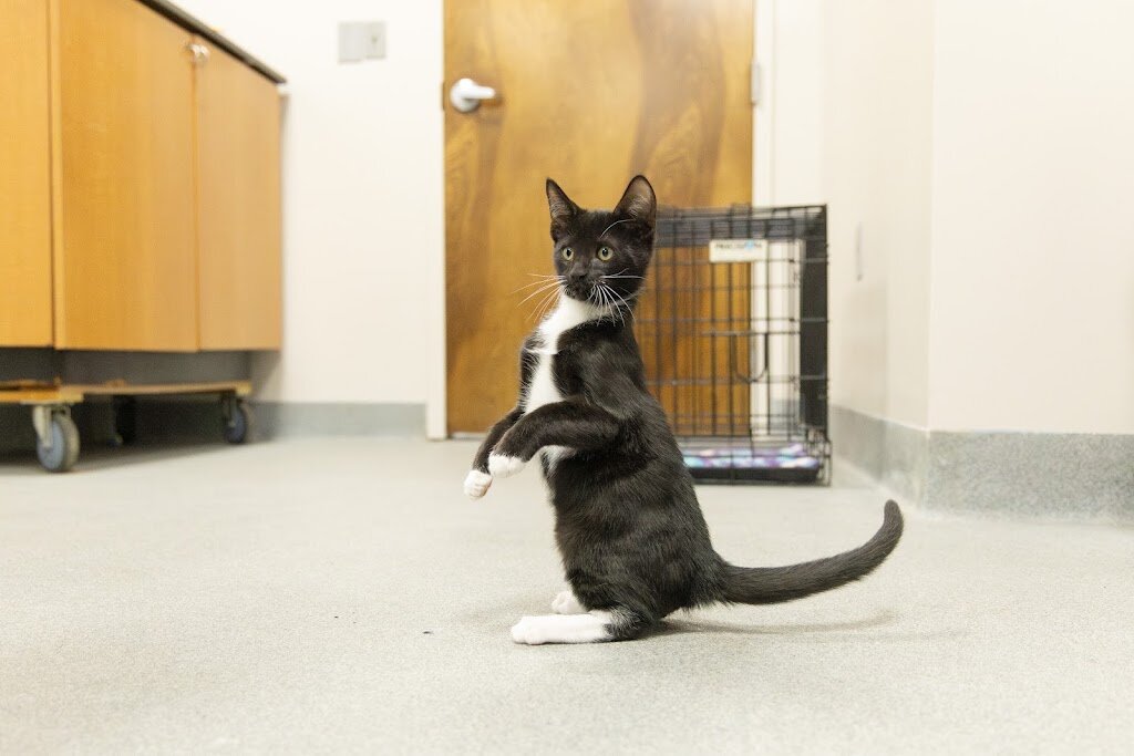 Humane Society of North Central Florida