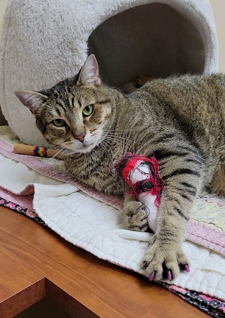 Florida Humane Society