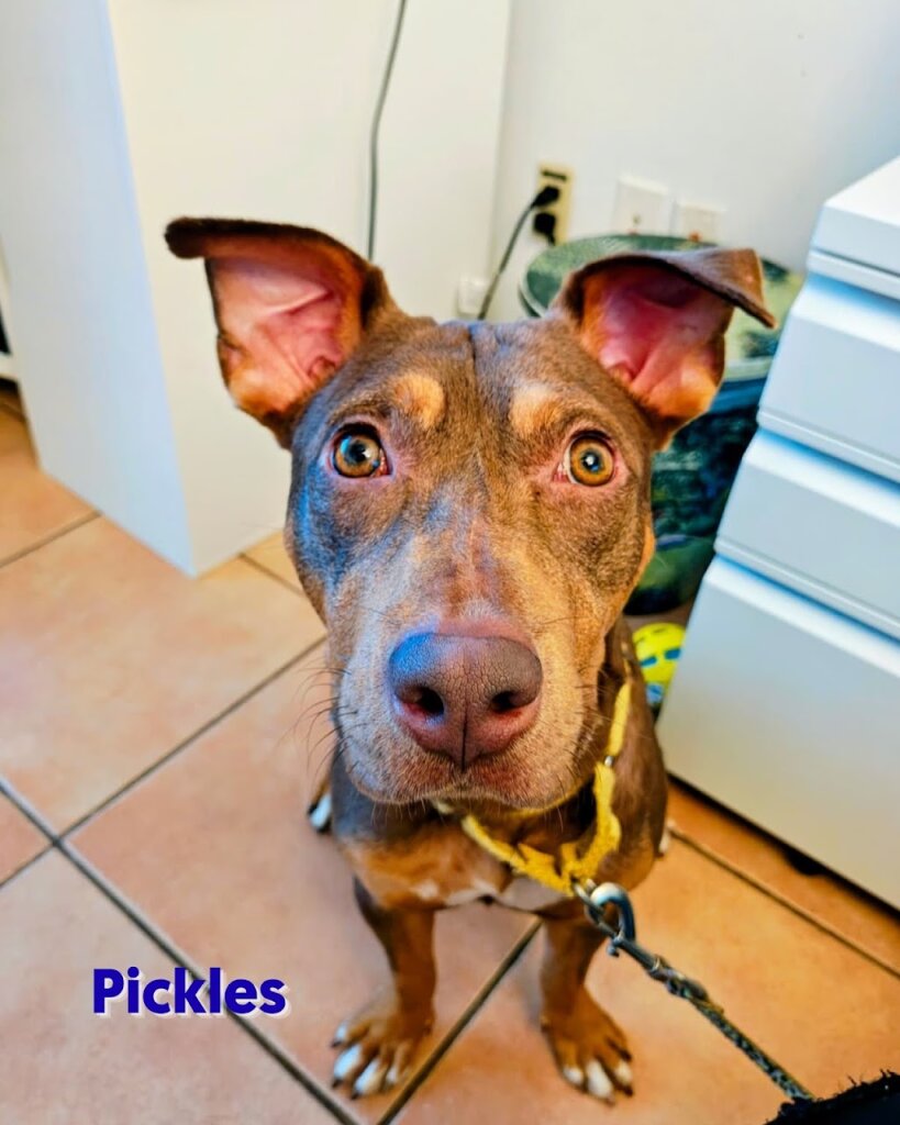 Humane Society Of Greater Miami North