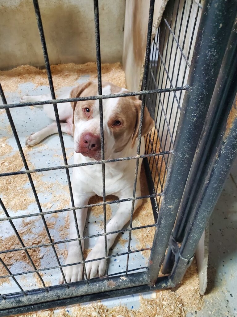 12 Hills Dog Rescue in Walthill, NE