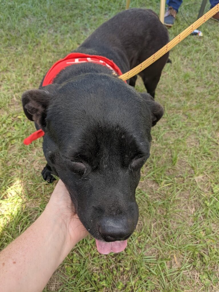 Humane Society for Greater Savannah