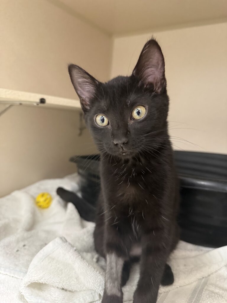 Atlanta Humane Society - Marietta