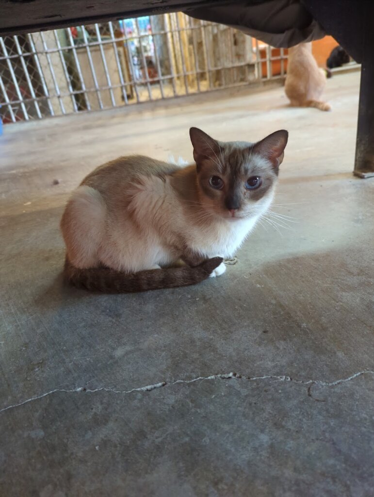 CSRA Humane Society