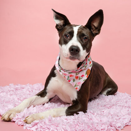 West Valley Humane Society