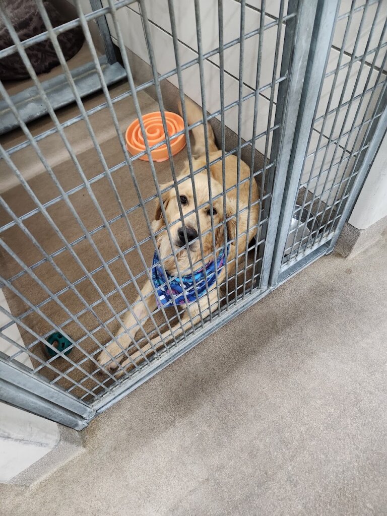 Idaho Falls Animal Shelter