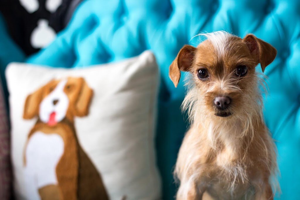 One Tail at a Time - Adoption Center