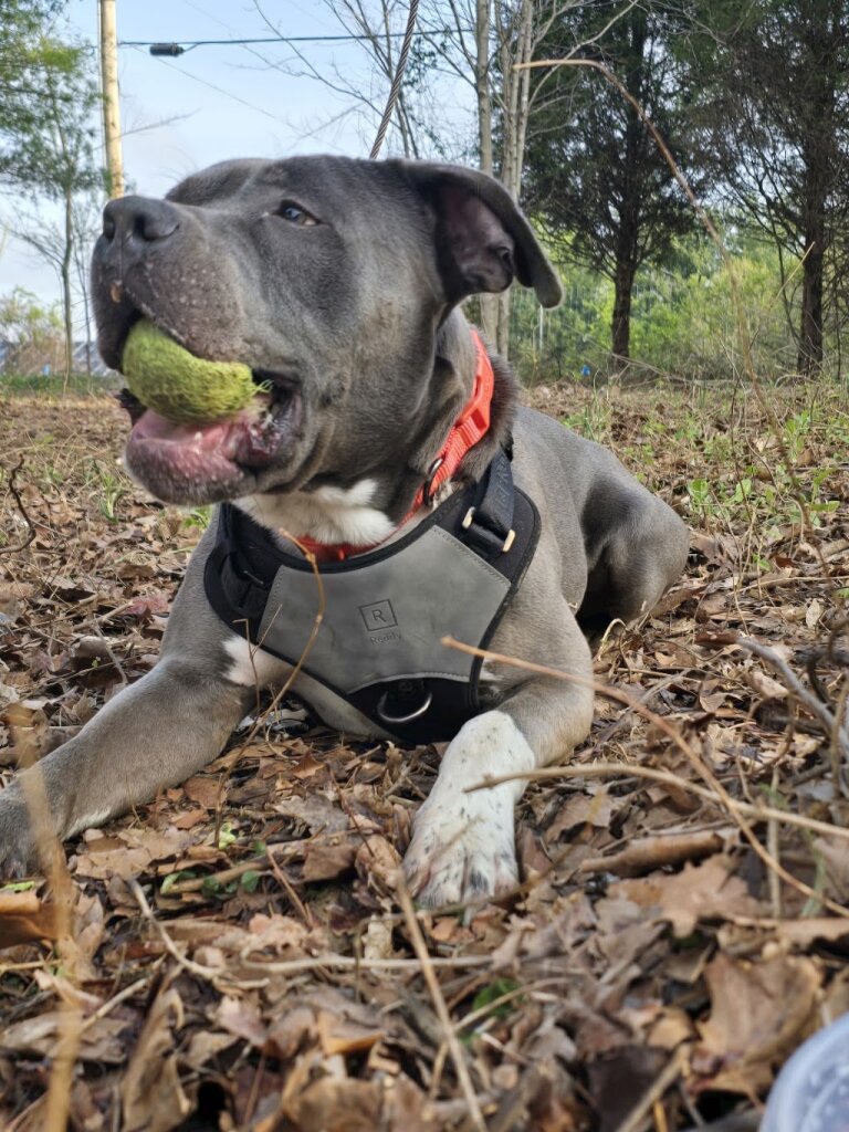 Jeffersonville Animal Shelter