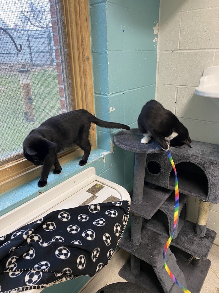 Bloomington Animal Shelter