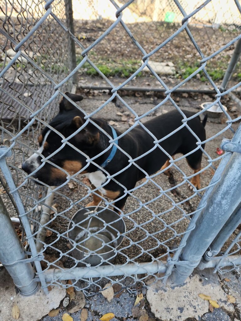 Humane Society of Northwest