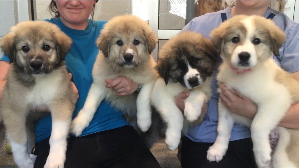 Lawrence Humane Society