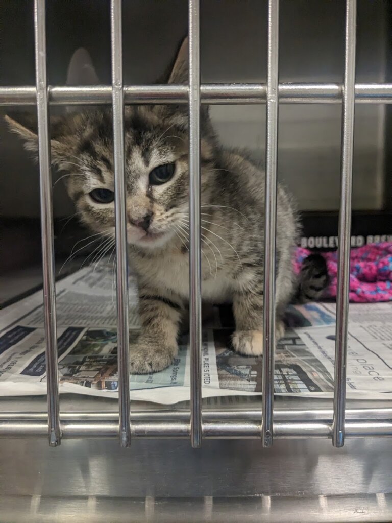 Olathe Animal Shelter